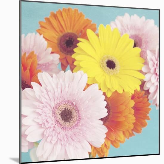 Happy Daisies-Susannah Tucker-Mounted Art Print