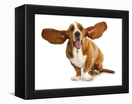 Happy Dog - Basset Hound With Ears Up-Willee Cole-Framed Premier Image Canvas
