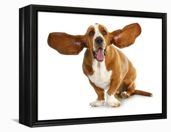 Happy Dog - Basset Hound With Ears Up-Willee Cole-Framed Premier Image Canvas