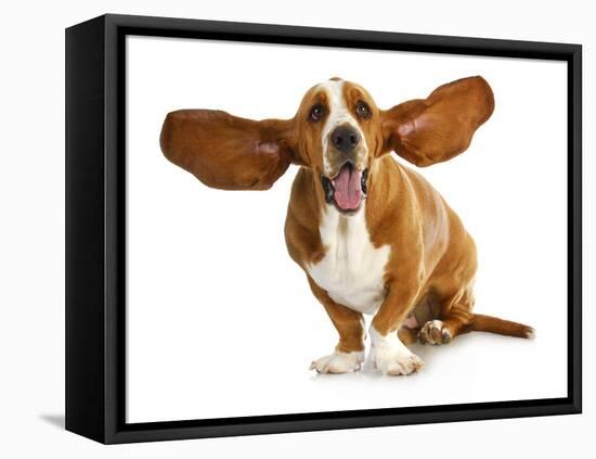 Happy Dog - Basset Hound With Ears Up-Willee Cole-Framed Premier Image Canvas