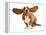 Happy Dog - Basset Hound With Ears Up-Willee Cole-Framed Premier Image Canvas