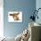 Happy Dog - Basset Hound With Ears Up-Willee Cole-Premium Photographic Print displayed on a wall