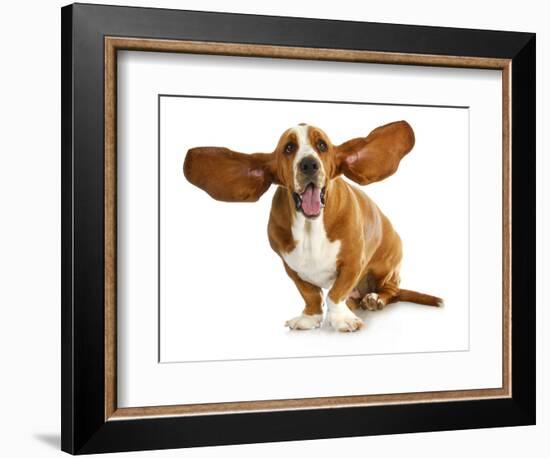 Happy Dog - Basset Hound With Ears Up-Willee Cole-Framed Photographic Print