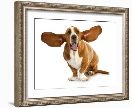 Happy Dog - Basset Hound With Ears Up-Willee Cole-Framed Photographic Print