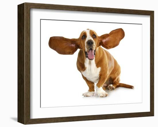 Happy Dog - Basset Hound With Ears Up-Willee Cole-Framed Photographic Print