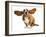 Happy Dog - Basset Hound With Ears Up-Willee Cole-Framed Photographic Print