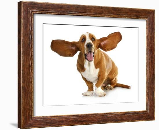 Happy Dog - Basset Hound With Ears Up-Willee Cole-Framed Photographic Print