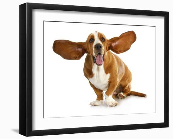 Happy Dog - Basset Hound With Ears Up-Willee Cole-Framed Photographic Print