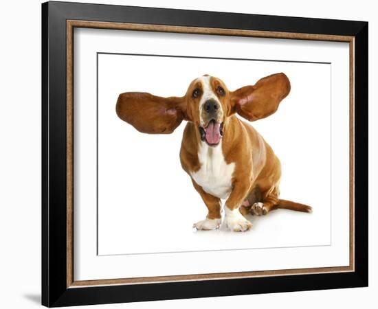 Happy Dog - Basset Hound With Ears Up-Willee Cole-Framed Photographic Print