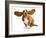 Happy Dog - Basset Hound With Ears Up-Willee Cole-Framed Photographic Print