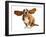 Happy Dog - Basset Hound With Ears Up-Willee Cole-Framed Photographic Print