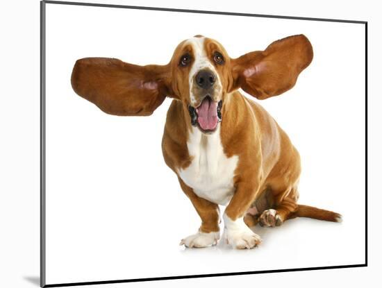 Happy Dog - Basset Hound With Ears Up-Willee Cole-Mounted Photographic Print