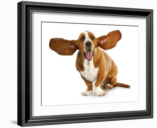 Happy Dog - Basset Hound With Ears Up-Willee Cole-Framed Photographic Print