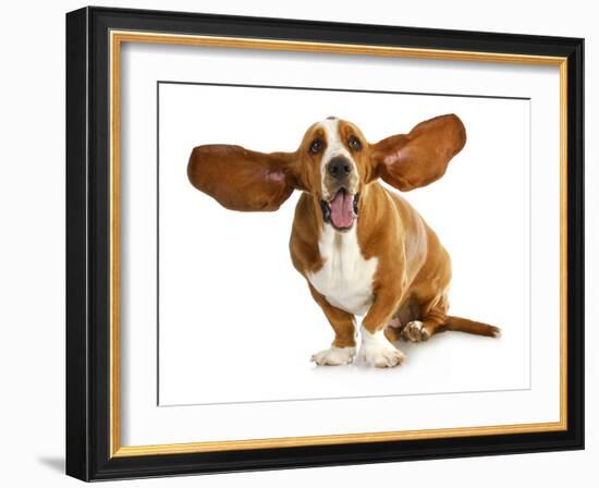 Happy Dog - Basset Hound With Ears Up-Willee Cole-Framed Photographic Print