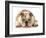 Happy Dog - English Bulldog Wearing Peace Sign Glasses Laying Down-Willee Cole-Framed Photographic Print