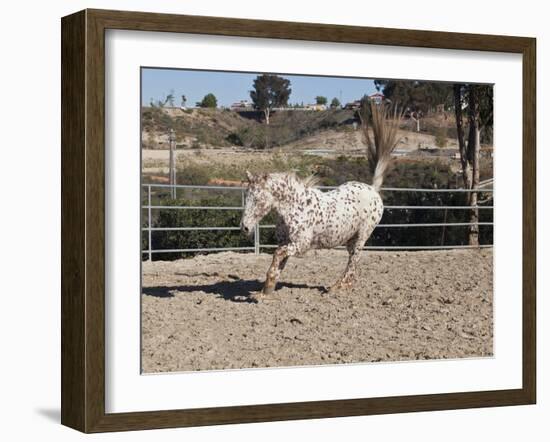 Happy Horse II-Lee Peterson-Framed Photographic Print