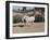 Happy Horse II-Lee Peterson-Framed Photographic Print