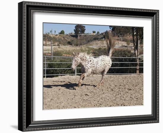 Happy Horse II-Lee Peterson-Framed Photographic Print