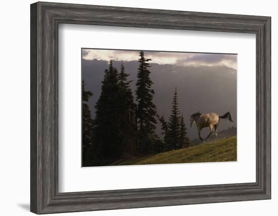 Happy Horse-Steve Hunziker-Framed Art Print