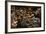 Happy Hour-Anthony Benussi-Framed Photographic Print