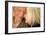 Happy Senior Couple-Science Photo Library-Framed Photographic Print
