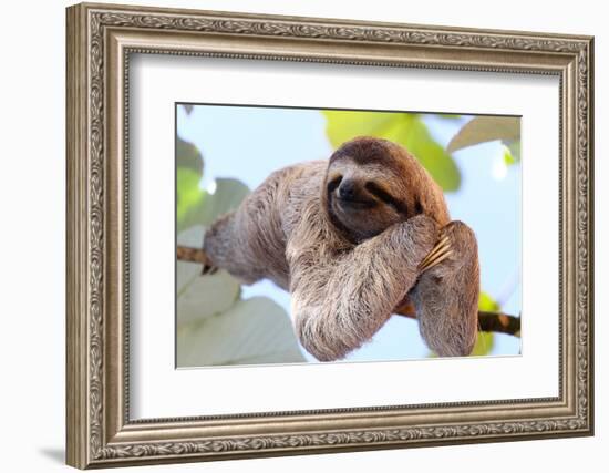 Happy Sloth Hanging on the Tree-Janossy Gergely-Framed Photographic Print