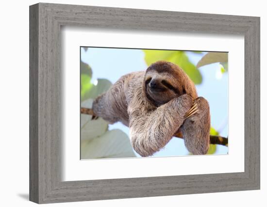 Happy Sloth Hanging on the Tree-Janossy Gergely-Framed Photographic Print