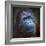 Happy Smile Of The Bornean Orangutan (Pongo Pygmaeus)-Kletr-Framed Photographic Print