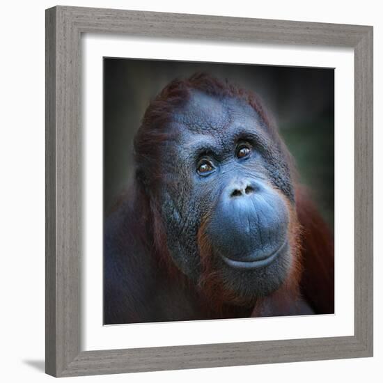 Happy Smile Of The Bornean Orangutan (Pongo Pygmaeus)-Kletr-Framed Photographic Print