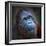 Happy Smile Of The Bornean Orangutan (Pongo Pygmaeus)-Kletr-Framed Photographic Print