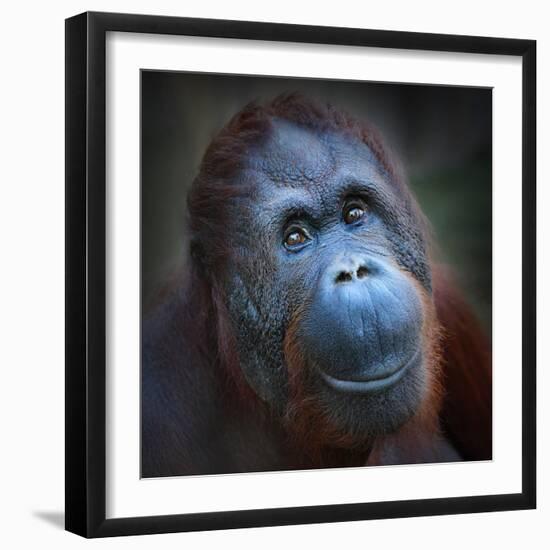 Happy Smile Of The Bornean Orangutan (Pongo Pygmaeus)-Kletr-Framed Photographic Print
