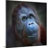 Happy Smile Of The Bornean Orangutan (Pongo Pygmaeus)-Kletr-Mounted Photographic Print