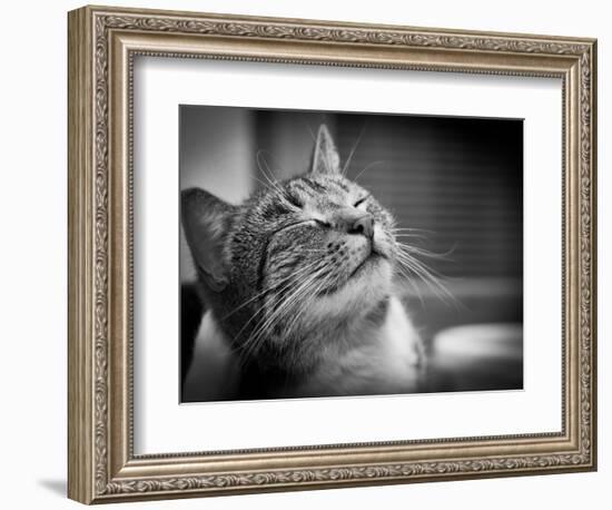 Happy Smiling Cat Portrait In Black And White-Michal Bednarek-Framed Art Print