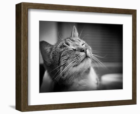 Happy Smiling Cat Portrait In Black And White-Michal Bednarek-Framed Art Print