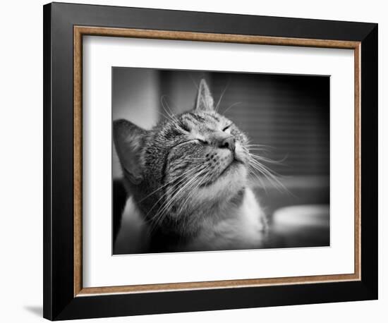 Happy Smiling Cat Portrait In Black And White-Michal Bednarek-Framed Art Print