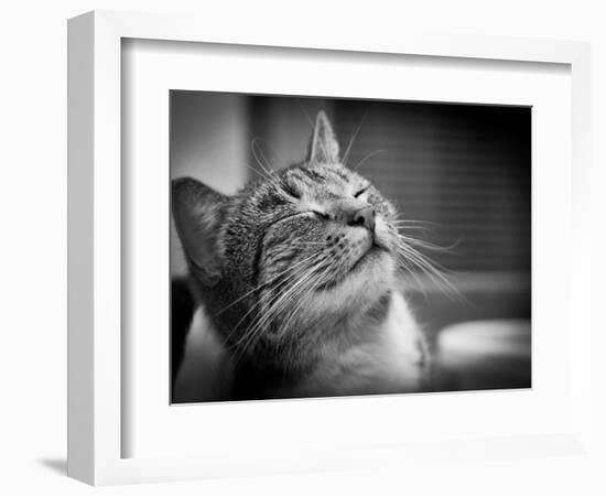 Happy Smiling Cat Portrait In Black And White-Michal Bednarek-Framed Art Print