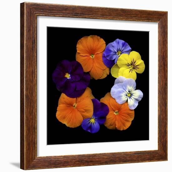 Happy - Violets-Magda Indigo-Framed Photographic Print