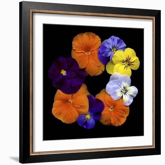 Happy - Violets-Magda Indigo-Framed Photographic Print