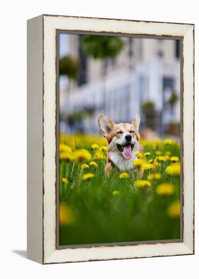 Happy Welsh Corgi Pembroke Dog Sitting in Yellow Dandelions Field in the Grass Smiling in Spring-BONDART-Framed Premier Image Canvas