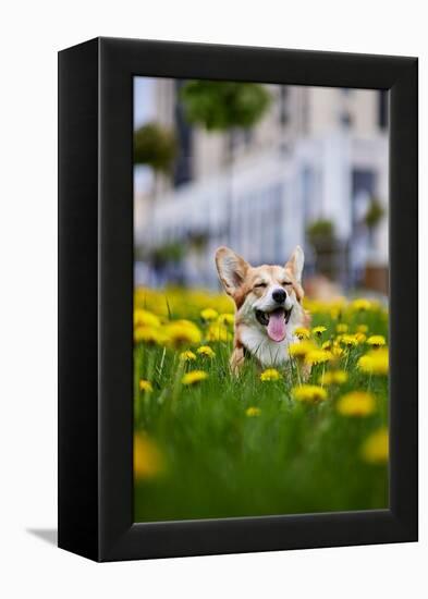 Happy Welsh Corgi Pembroke Dog Sitting in Yellow Dandelions Field in the Grass Smiling in Spring-BONDART-Framed Premier Image Canvas