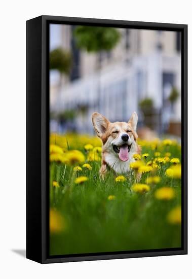 Happy Welsh Corgi Pembroke Dog Sitting in Yellow Dandelions Field in the Grass Smiling in Spring-BONDART-Framed Premier Image Canvas