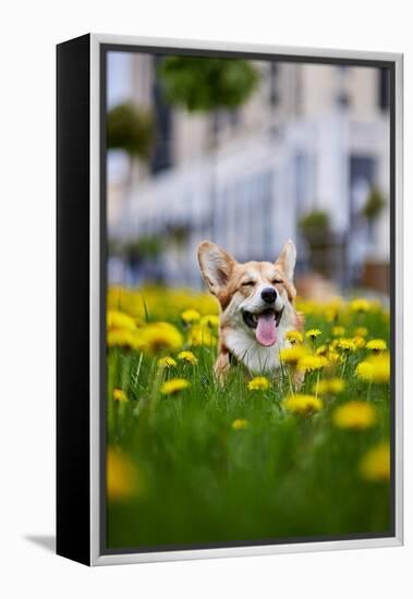 Happy Welsh Corgi Pembroke Dog Sitting in Yellow Dandelions Field in the Grass Smiling in Spring-BONDART-Framed Premier Image Canvas