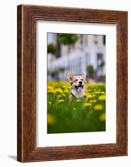 Happy Welsh Corgi Pembroke Dog Sitting in Yellow Dandelions Field in the Grass Smiling in Spring-BONDART-Framed Photographic Print