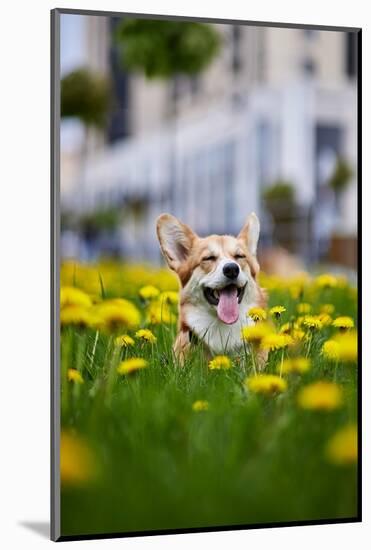 Happy Welsh Corgi Pembroke Dog Sitting in Yellow Dandelions Field in the Grass Smiling in Spring-BONDART-Mounted Photographic Print