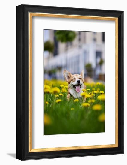 Happy Welsh Corgi Pembroke Dog Sitting in Yellow Dandelions Field in the Grass Smiling in Spring-BONDART-Framed Photographic Print