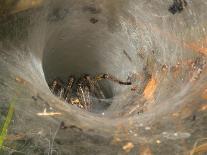 Agelena Labyrinthica, Funnel-Web Spider, Den, Spiderweb-Harald Kroiss-Photographic Print