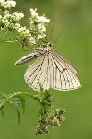 Butterfly, Black-Veined White on Wild Rose-Harald Kroiss-Photographic Print