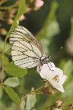 Butterfly, Black-Veined White on Wild Rose-Harald Kroiss-Photographic Print