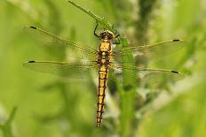 Clubtail Dragonfly on Plant-Harald Kroiss-Photographic Print