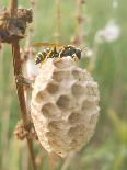 Paper Wasp Building Honeycomb-Harald Kroiss-Photographic Print